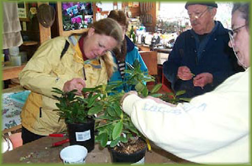 ARS members grafting plants