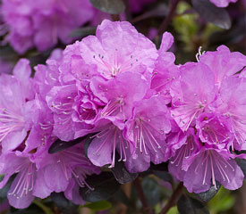 R. 'Amy Cotta'