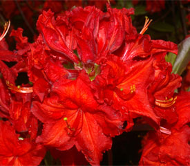 R. 'Arneson Flame'