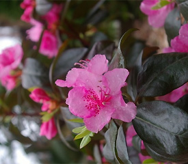R. 'Bubblegum'