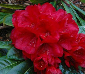 R. 'Candy Apple Red'