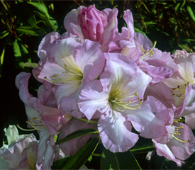 R. 'Celeste'