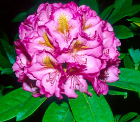 R. 'Clementine Lemaire'