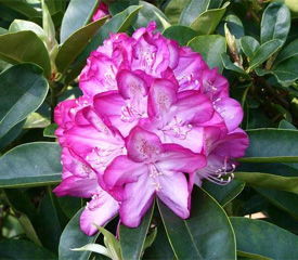 R. 'Countess of Derby'
