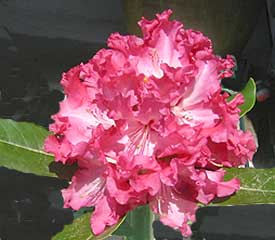 R. 'Cranberry Lace'