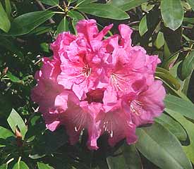 R. 'Dorothy Russell'