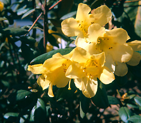 R. 'Eldorado'