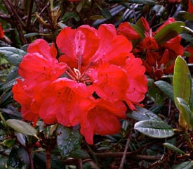 R. 'Elizabeth Red Foliage'