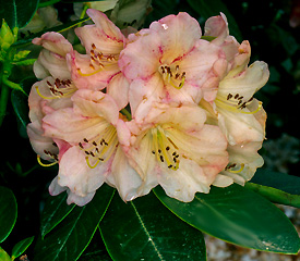 R. 'Elspeth'