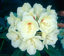 R. 'Flava or Volker'