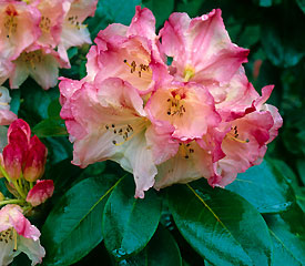R. 'Flora Markeeta'