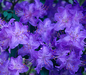 R. 'Florence Mann'