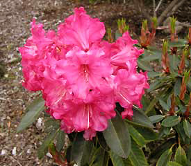 R. 'Fragrant Red'