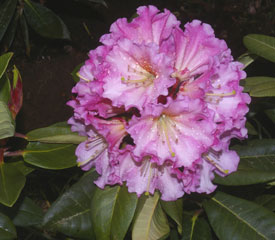 R. 'Gala'
