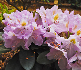 R. 'Genoveva'
