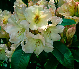 R. 'Gertrude Bovee'