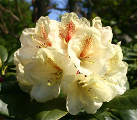 R. 'Goldbukett'