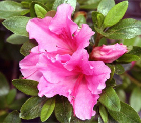 R. 'Gumpo White Sport'