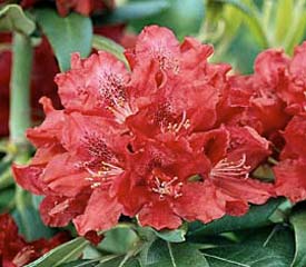 R. 'Henry's Red'