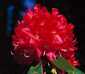 R. 'Ivery's Scarlet'