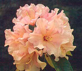 R. 'Mary Belle'