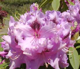 R. 'Mount Clearview'