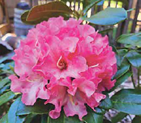 R. 'Noyo Phil'