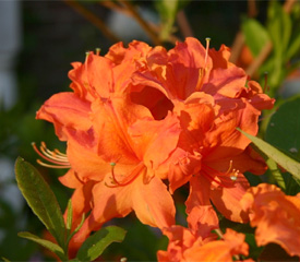R. 'Orangeade'