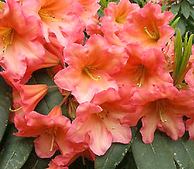 R. 'Pacific Sunset'
