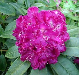 R. 'Purple Lace'