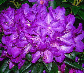 R. 'Purple Passion'