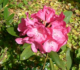 R. 'Rose Lancaster'