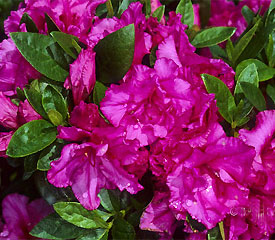 R. 'Royal Robe'