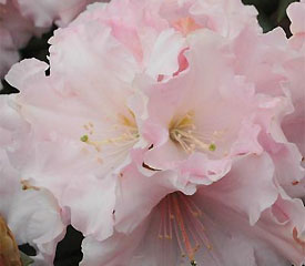 R. 'Spring Fragrance'