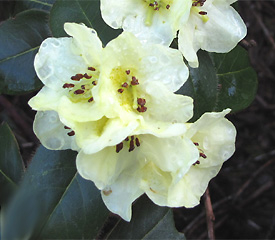R. 'Valaspis'
