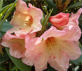R. 'Vanessa Pastel'