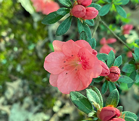 R. 'Wakaebisu'