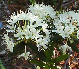 R. 'groenlandicum'