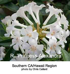R. 'Princess Alexandra'