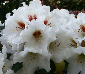 R. 'Bohlken's Snow Fire'