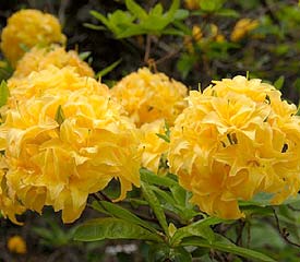 R. 'Girard's Yellow Pom Pom'