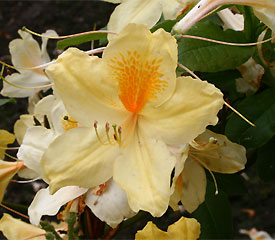 R. 'Hotspur Yellow'