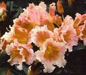 R. 'Jeda'