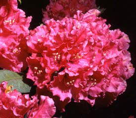 R. 'John Walter'