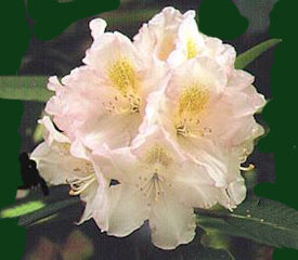 R. 'Judy Spillane'