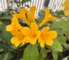 R. 'Van Veen Century Gold'