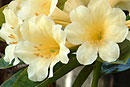 Rhododendron 'Advocaat Cream'