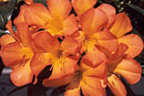 Rhododendron 'Aladdin's Lamp'