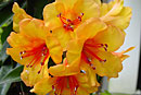 Rhododendron 'Aloha'