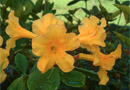Rhododendron 'Anatta Gold'
